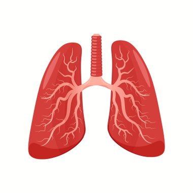 Human lung organ isolated on white backround. Flat design and cartoon style. System function Vector clipart