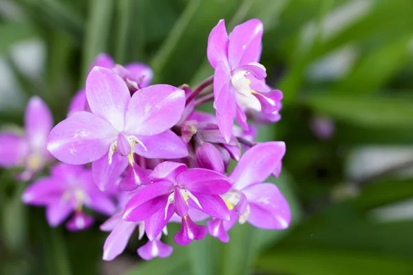 Krásné růžové pozemní orchidej — Stock fotografie