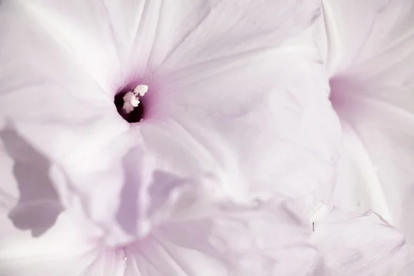 Morning Glory ağaç çiçek