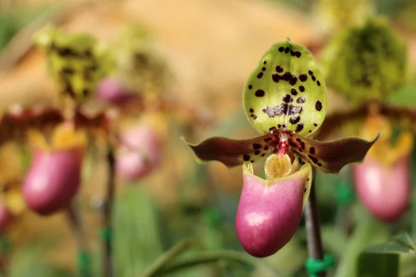 Pantoufle orchidée (Paphiopedilum  ) — Photo