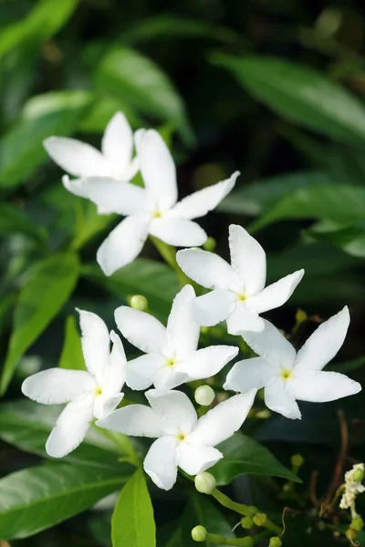 ΓΑΡΔΕΝΙΑ jasminoides στον κήπο. — Φωτογραφία Αρχείου