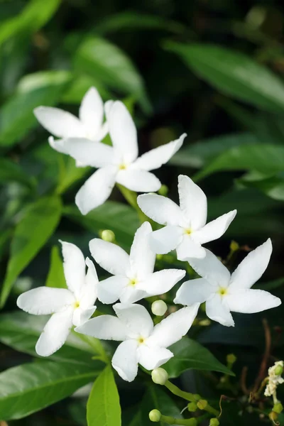 Gardenya jasminoides bahçede. Stok Fotoğraf