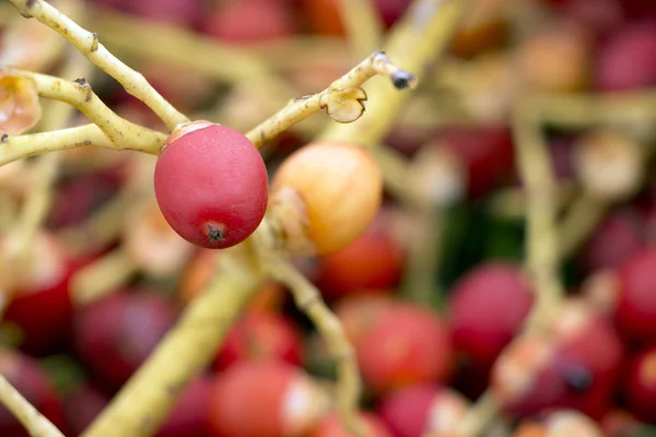 Renkli tembul fındık veya Areca catechu