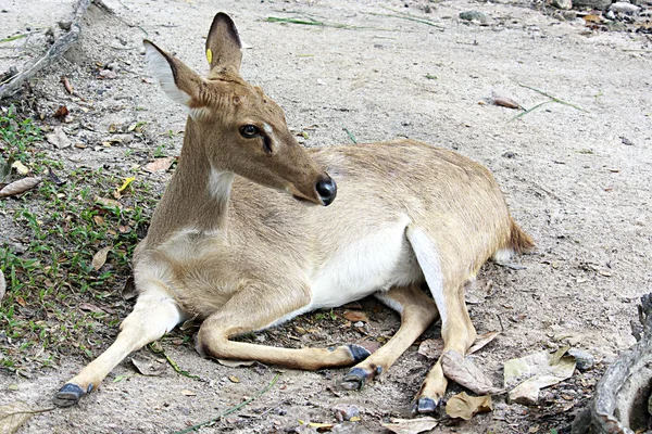 Wenkbrauw-antlered herten — Stockfoto