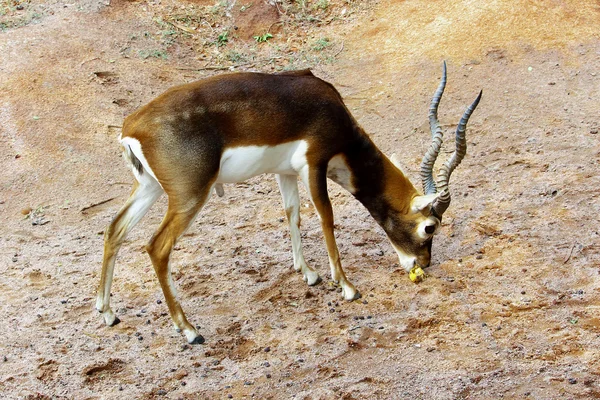 Antilope africaine dans un zoo — Photo