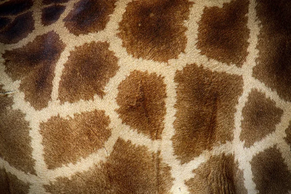 Giraffe skin texture — Stock Photo, Image