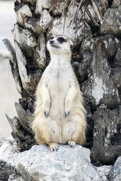 Meerkat with nature — Stock Photo, Image