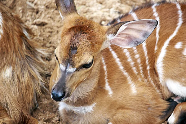 Antelope nello zoo — Foto Stock