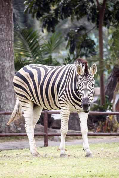 Zebra otlakta Khao kheow Hayvanat Bahçesi