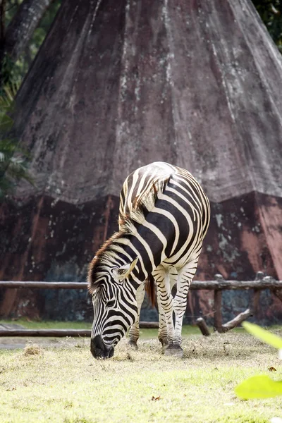 Zebra otlakta Khao kheow hayvanat bahçesi içinde