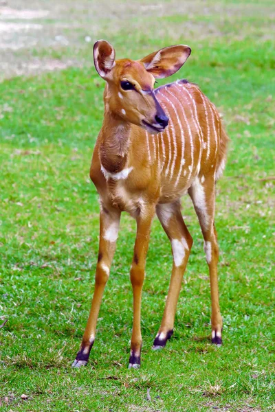 Antelope in dierentuin — Stockfoto