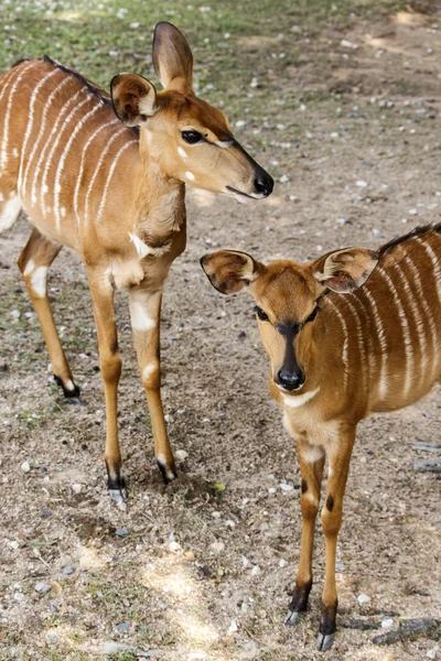 Antelope nello zoo — Foto Stock