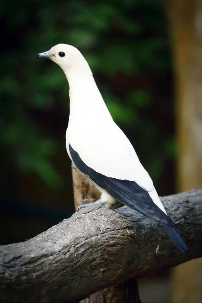 Close up Pied Imperial Pigeon — Stock Photo, Image