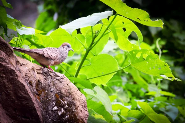 Zebra kumru taş üzerinde duruyor