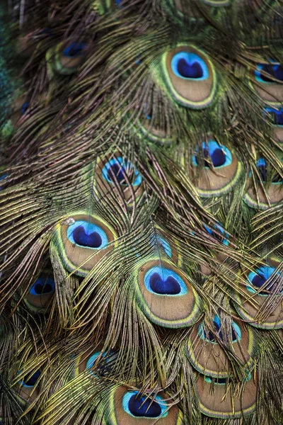 Colorful peacock feathers — Stock Photo, Image