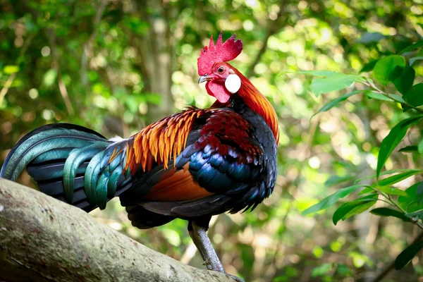 Wild chicken in Khao kheow Zoo. — Stock Photo, Image