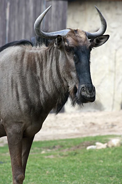 Bestia salvaje en el zoológico de Khao Kheow en Tailandia . Fotos De Stock Sin Royalties Gratis
