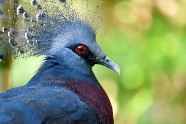 Victoria coronada paloma en zoológico Imagen De Stock