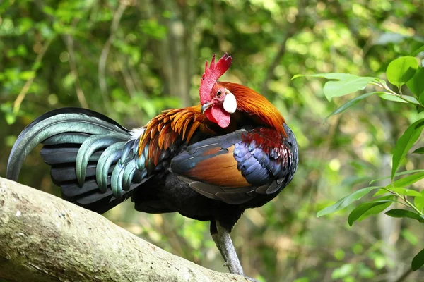 Wild chicken in Khao kheow Zoo. — Stock Photo, Image