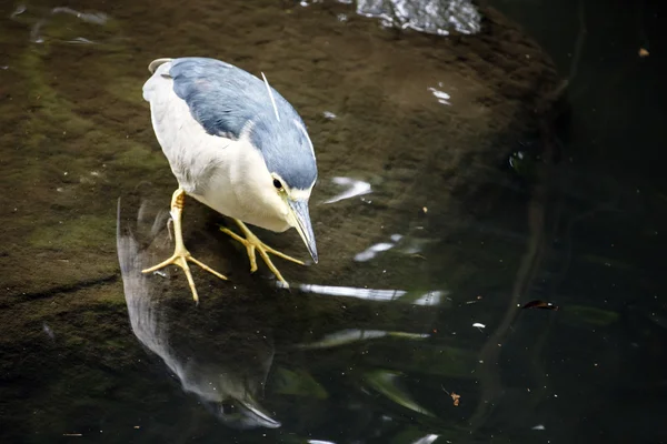 Czarny ukoronowany Ślepowron w zoo — Zdjęcie stockowe