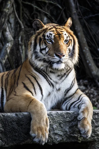 Kaplan ile rahatlatıcı bir akşam