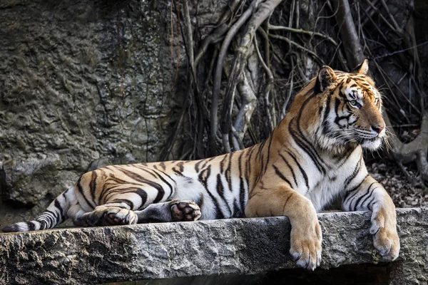 Kaplan ile rahatlatıcı bir akşam