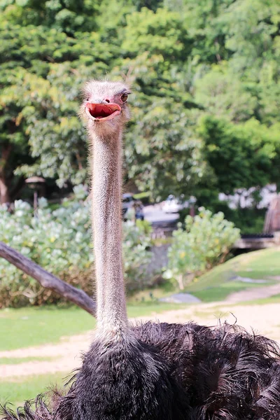 Ostrich in Thailand Zoo — Stock Photo, Image