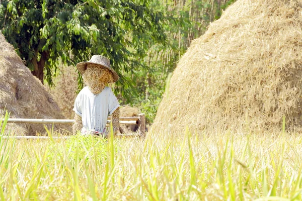 The scarecrow in the paddy fields.