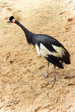 gri taç vinçGrulla coronada gris