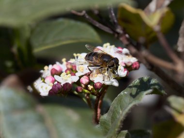 Beyaz çiçeklerdeki bal arısı sineğinin (Eristalis tenax) yakın plan görüntüsü