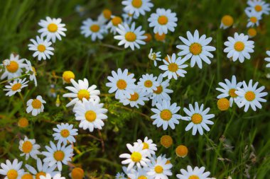 Papatya alanının seçici odak görüntüsü. İlkbahar konsepti