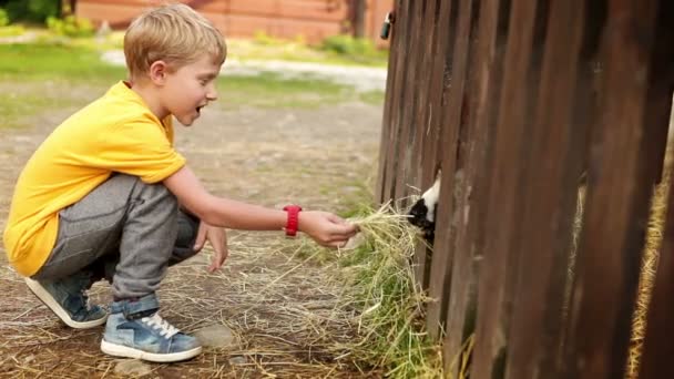 Маленький хлопчик годує овець — стокове відео
