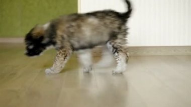 Aç beagle köpek yavrusu