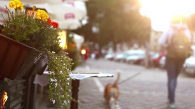 Beagle köpek ile yürüyen kadın