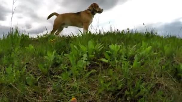 Hatalmas beagle gyaloglás folyamán — Stock videók