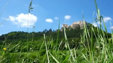 Sulu yeşil çim esen hafif Rüzgar 