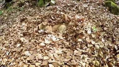 Köpek yüzer güz yaprakları düşmek