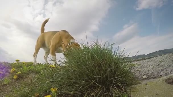 Algo cheirando na grama do cão — Vídeo de Stock