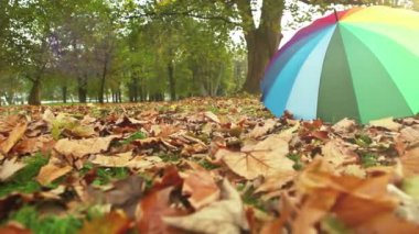Sonbahar Park çok renkli şemsiye