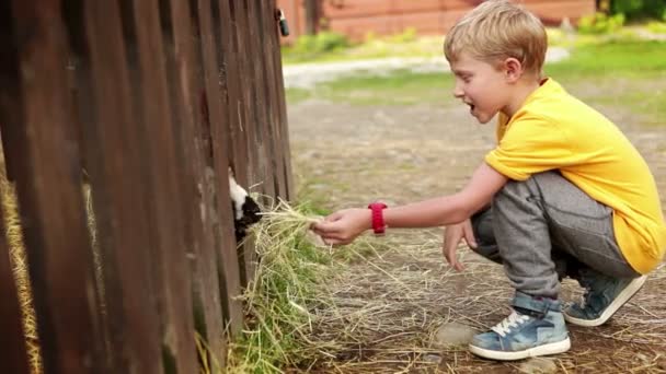 Kleine jongen voeden van de schapen — Stockvideo