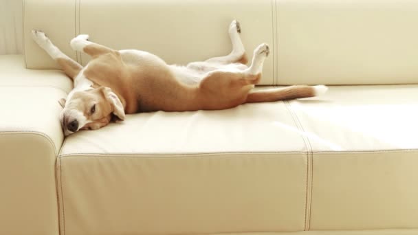 Sovande beagle hund — Stockvideo