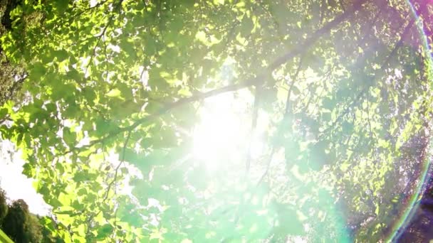 Garçon détente sous arbre vert — Video