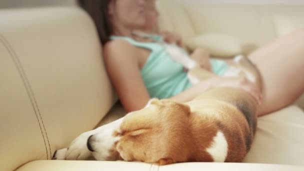 与家人坐在沙发上的小猎犬 — 图库视频影像