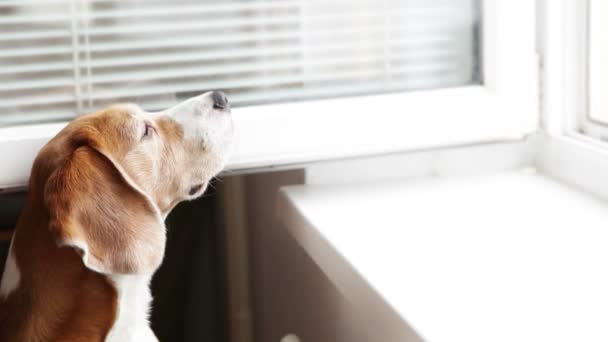Νέοι λαγωνικό σκύλο sniffs δρόμου μυρωδιές — Αρχείο Βίντεο