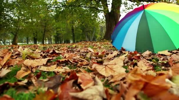 Wielobarwny parasol w parku jesień — Wideo stockowe