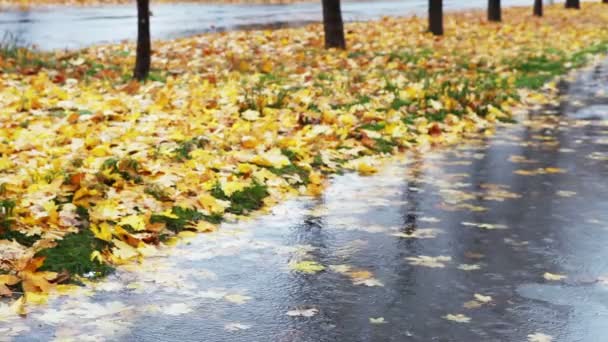 Deszcz jesienny aleja z liści czerwony żółty — Wideo stockowe