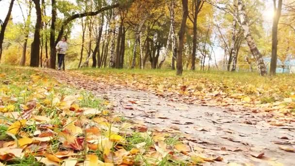 女孩与秋季公园慢动作的小猎犬小狗四处走走 — 图库视频影像