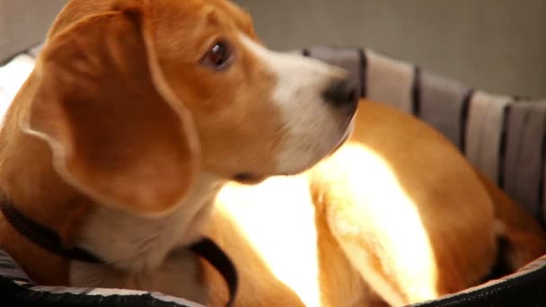 Racerene Beagle liggende på sofaen om morgenen solstråler – Stock-video