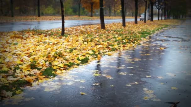 Callejón otoñal clima húmedo con follaje rojo amarillo y lluvia fría — Vídeos de Stock