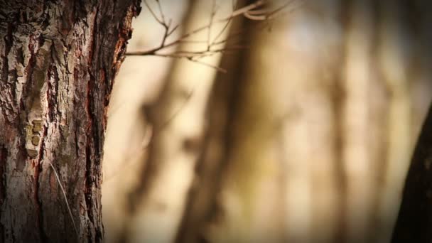 Несподівано сокира потрапляє в різьблення по дереву багато чіпсів — стокове відео